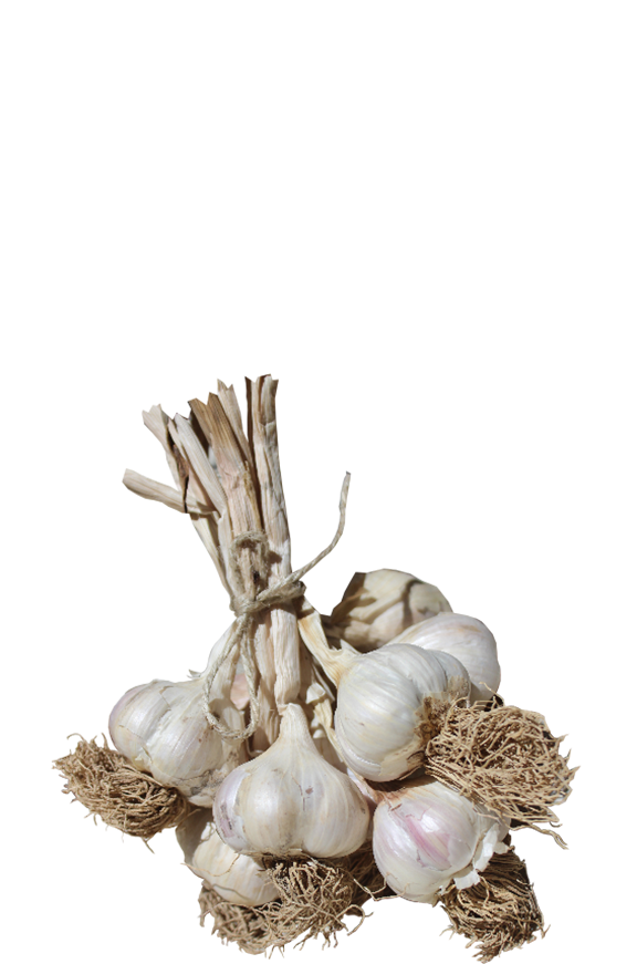 Duble İri Taşköprü Sarımsağı (5_6 cm)